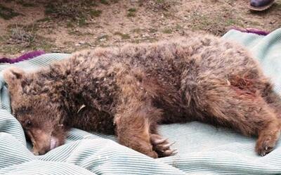 تلف شدن خرس قهوهای بر اثر برخورد با قطار در سوادکوه - سلام نو