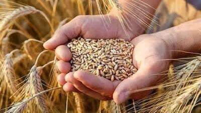 مازندران در مسیر افزایش بهرهوری تولید با توسعه بذر های گواهیشده گندم و جو