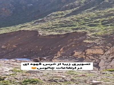  تصویری زیبا و لذت بخش از خرس قهوه ای در ارتفاعات چالوس | آخرین خبر