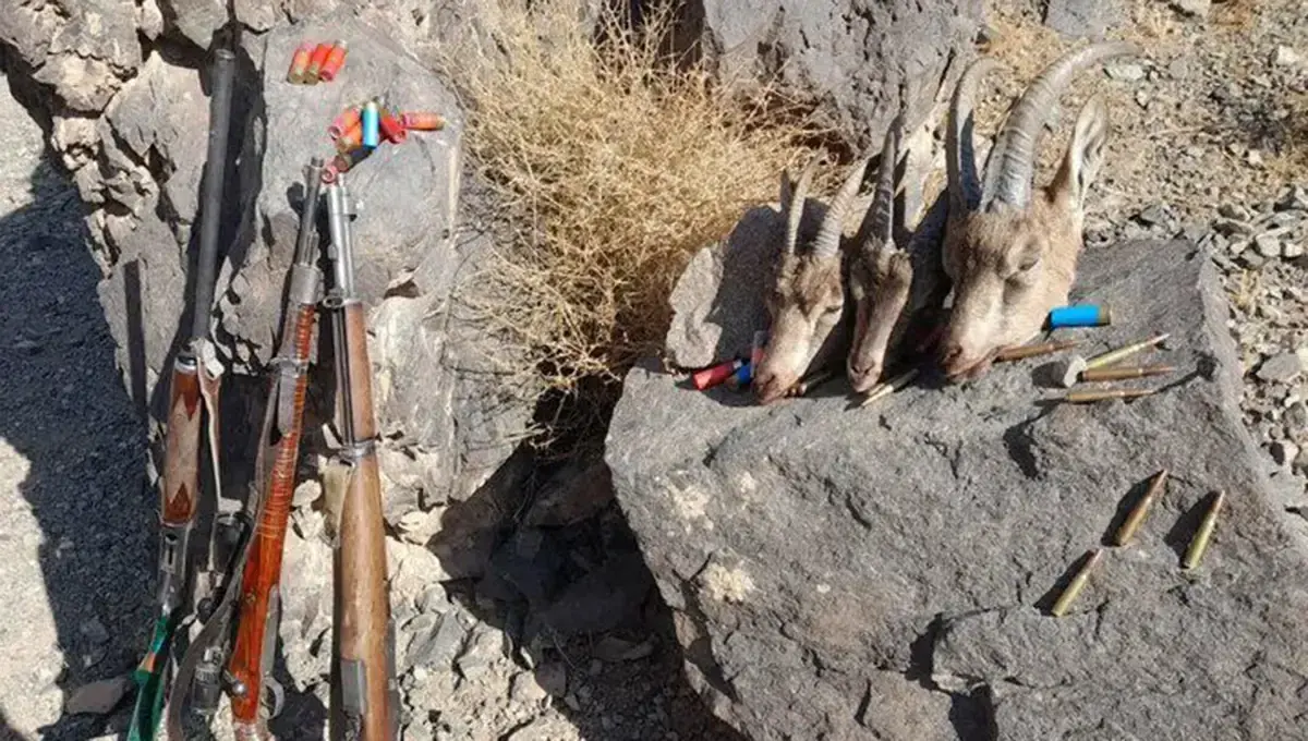 دستگیری شکارچیان ۵۰ آهو در شاهینشهر اصفهان؛ کشف ۴۱ جمجمه از یک چاه