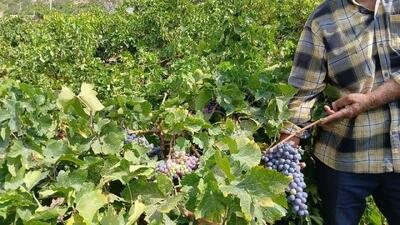 برداشت انگور باکیفیت از باغات روستای دربند سنخواست آغاز شد