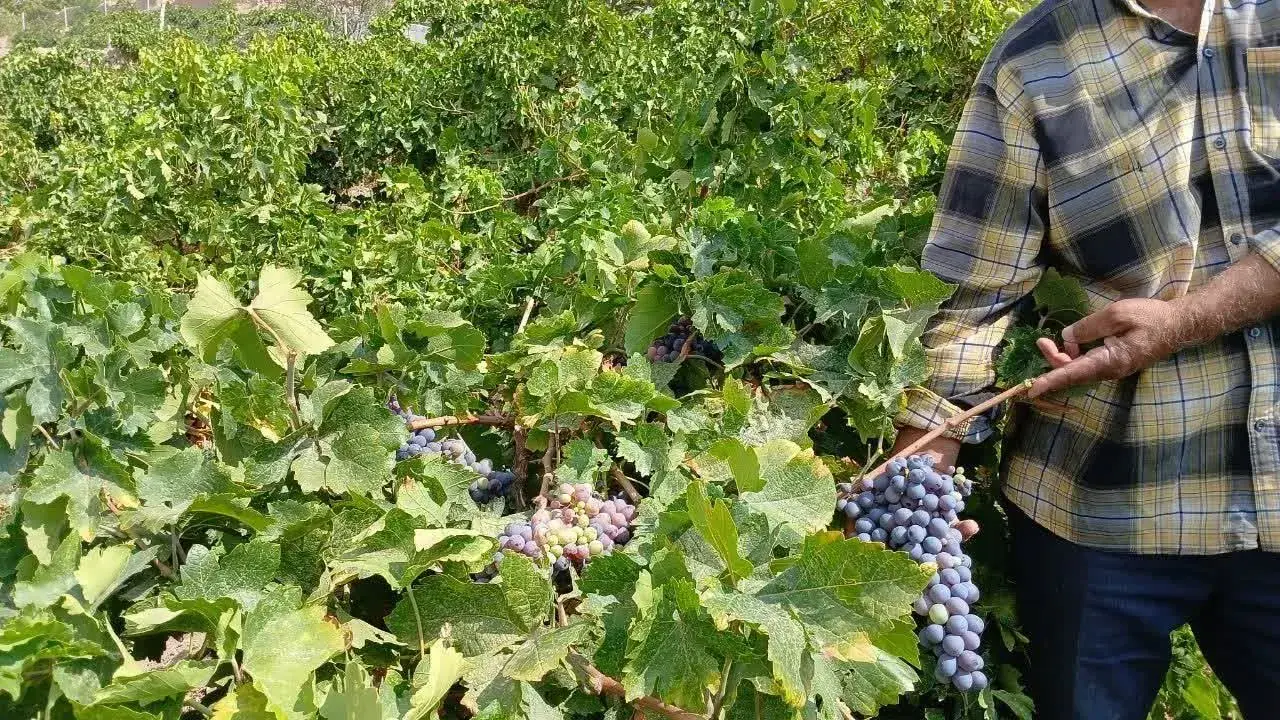 برداشت انگور باکیفیت از باغات روستای دربند سنخواست آغاز شد