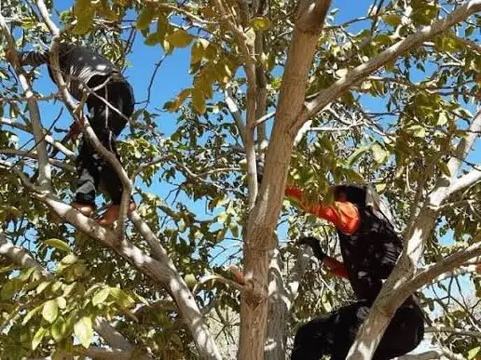 سقوط مرگبار از درخت جان مرد ۵۰ساله را گرفت