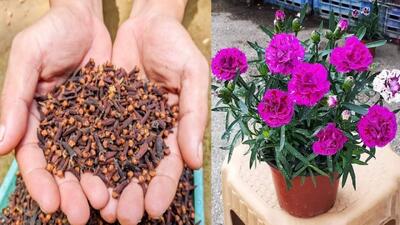  آموزش کامل کاشت گل میخک در گلدان با گل دهی فراوان