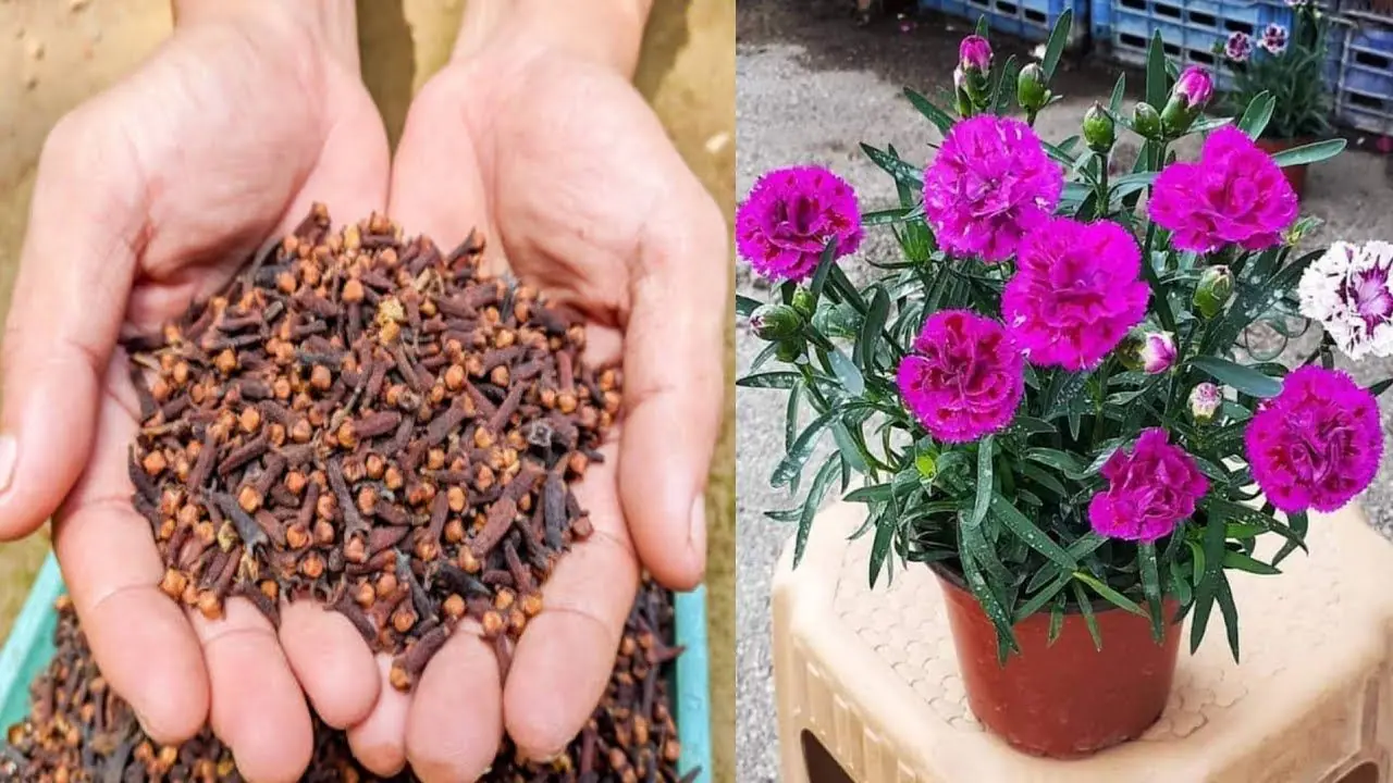 آموزش کامل کاشت گل میخک در گلدان با گل دهی فراوان