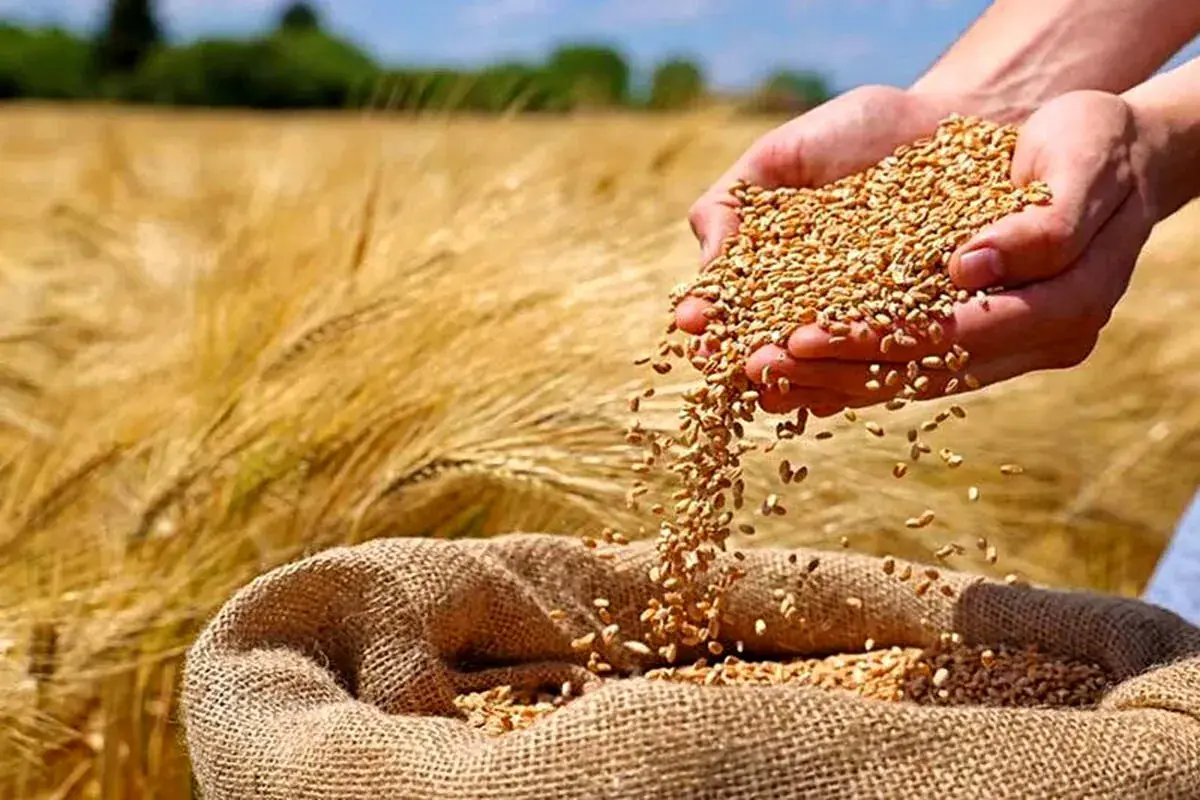 پیشنهاد بخش خصوصی برای برعهده گرفتن خرید تضمینی گندم