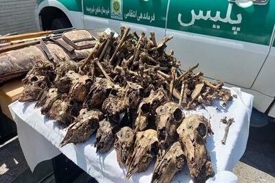 کشف ۴۱ جمجمۀ آهو از یک چاه آب در شاهینشهر/ ۵۰ رأس آهو شکار شد