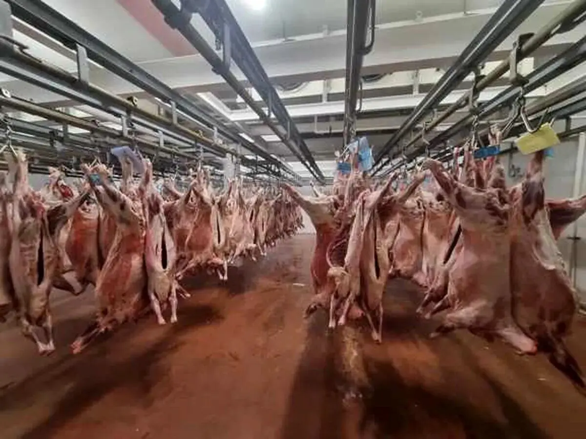 آغاز واردات گوشت با تسهیلات جدید از اول شهریور ۱۴۰۵