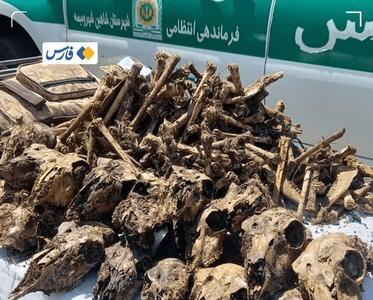 کشف ۴۱ جمجمه آهو از چاه آب در شاهینشهر