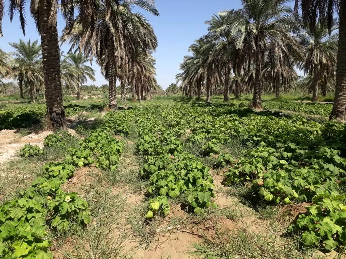 پرداخت ۳۳ میلیارد تومان تسهیلات اضطراری به واحدهای تولیدی کشاورزی خوزستان
