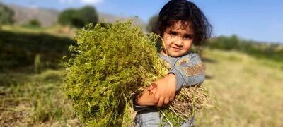 شناسایی ۳۰۰ گونه گیاه دارای خواص دارویی و صنعتی در همدان