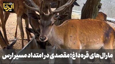 فیلم| مارالهای قرهداغ؛ مقصدی در امتداد مسیر ارس