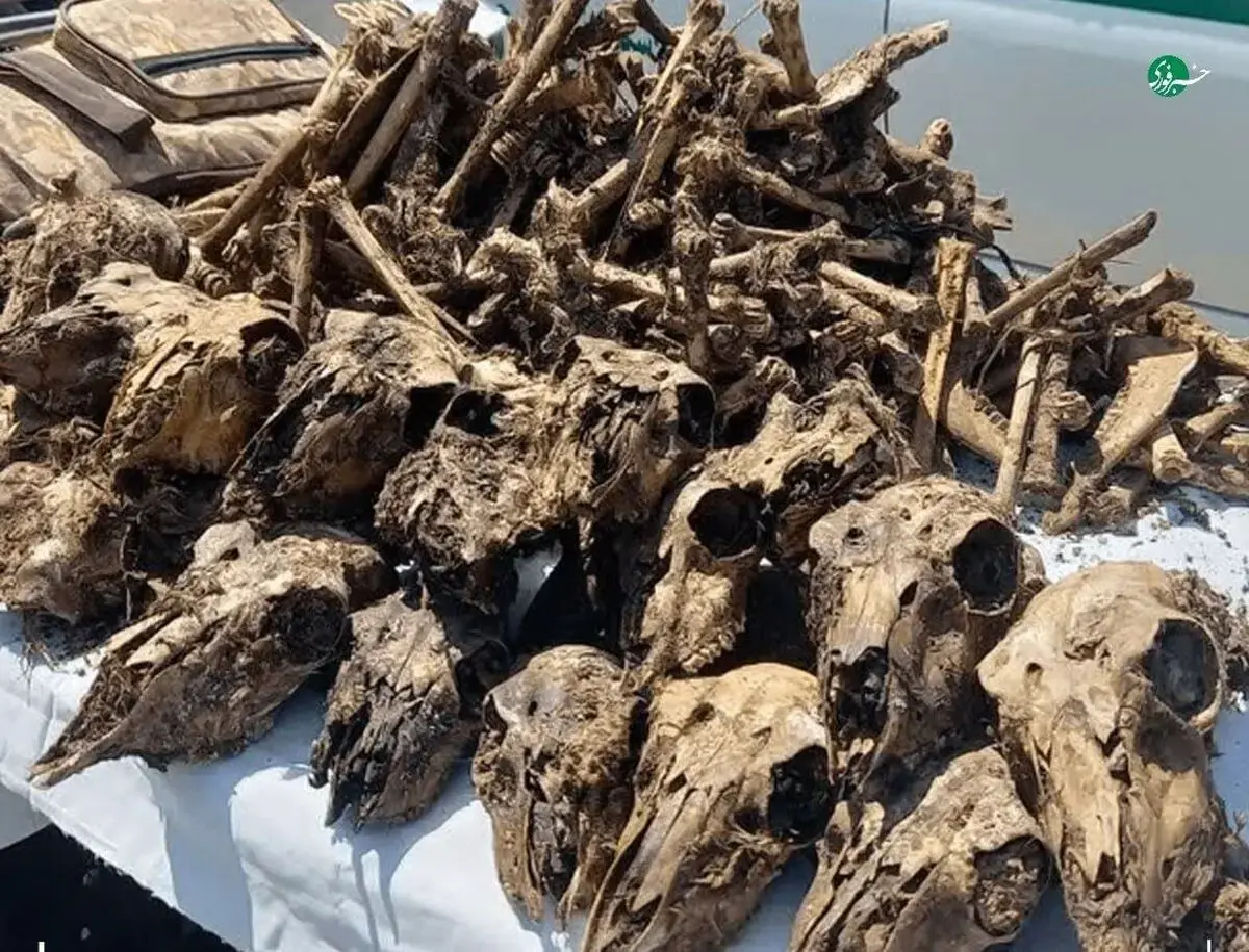 کشف ۴۱ جمجمۀ آهو از چاه آبی در شاهینشهر