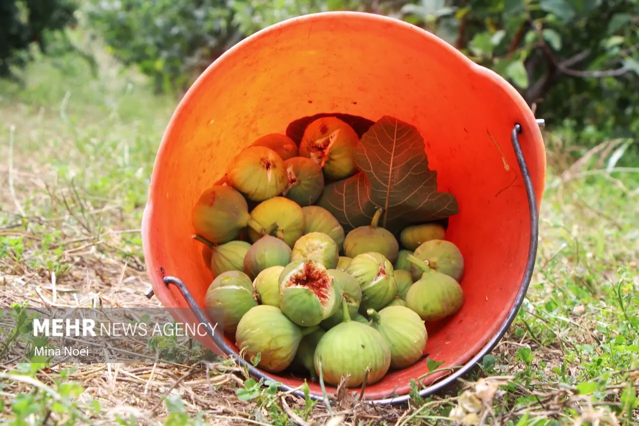 یارکرمی: برداشت انجیر از ۱۹ هکتار باغات سرپلذهاب آغاز شد