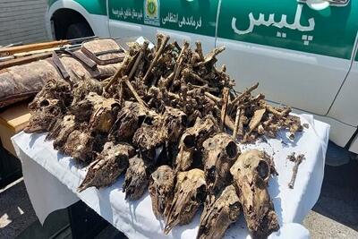   ۴۱ جمجمه آهو از چاه آب در شاهین‌شهر و میمه کشف شد