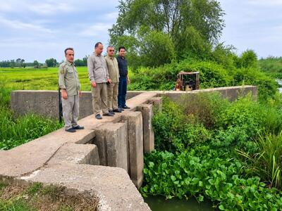 فراتر از همنوع؛ نخستیسانها با گونههای دیگر همزیستی میکنند