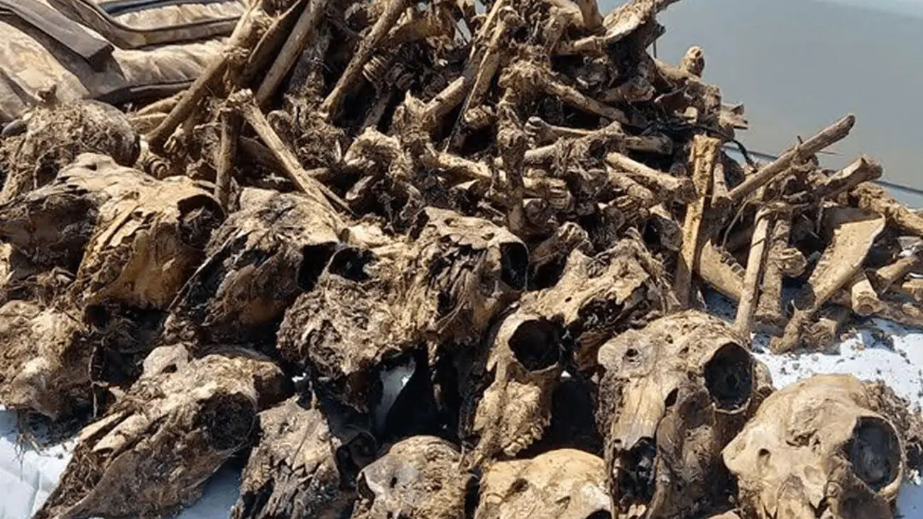 کشف 41 جمجمه آهوهای زیبا از چاه آبی در شاهینشهر / 2 مرد بی رحم شکارچیان آنها بودند