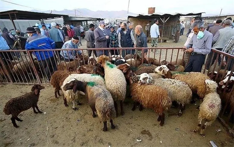 قیمت دام زنده امروز شنبه 31 مرداد 1405؛ گوسفند و گوساله کیلویی چند؟