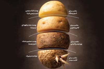 ناگفتههایی درباره سیبزمینی | پرخاصیت بیادعا