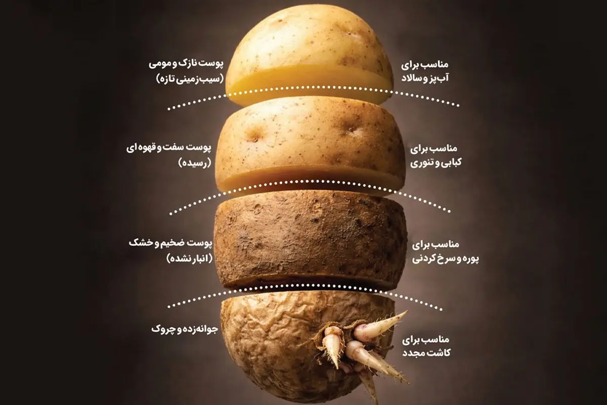 ناگفتههایی درباره سیبزمینی | پرخاصیت بیادعا
