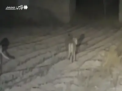 مشاهدۀ سه قلاده پلنگ در جاجرم خراسانشمالی | آخرین خبر
