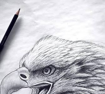  چطور یک عقاب زیبا طراحی کنیم؟ | آخرین خبر