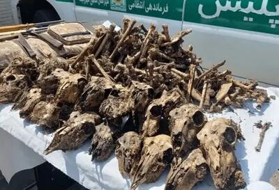 ماجرای کشف ۴۱ جمجمه حیاتوحش از خانهای در شاهینشهر چه بود؟