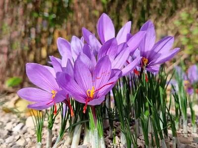  ارزش معاملات طلای سرخ؛ ۶۵۰ میلیارد تومان در بورس کالا