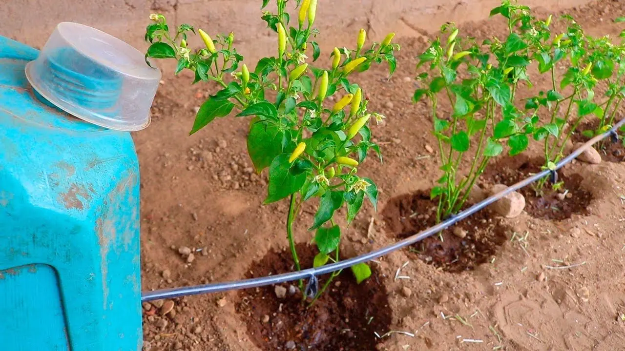 ساخت آبیاری قطره ای خانگی با بطری پلاستیکی