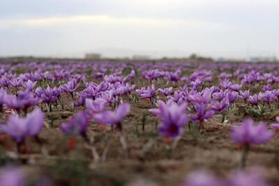 فصل کاشت زعفران در خوزستان آغاز شد