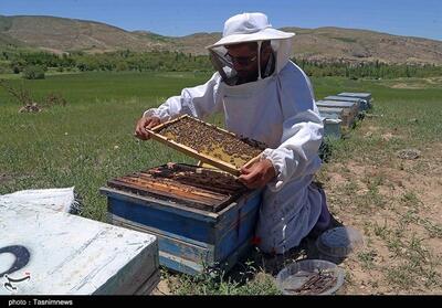 تولید سالانه 2600 تن عسل در خراسان رضوی - تسنیم