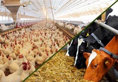 هزار میلیارد تومان در طرحهای دام و طیور سرمایه گذاری میشود