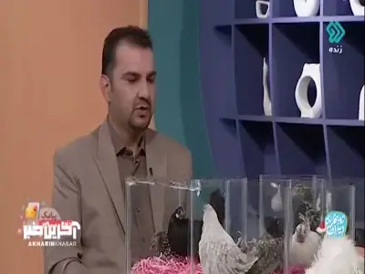  خروس‌های زینتی سر و صدای کمتری دارند | آخرین خبر