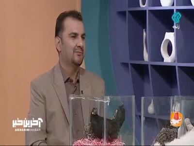 مرغی که لباس مهمونی پوشیده! | آخرین خبر