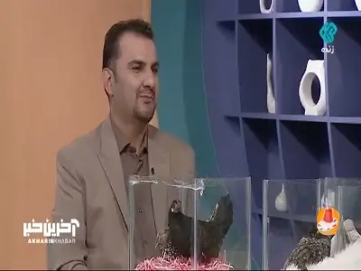  مرغی که لباس مهمونی پوشیده! | آخرین خبر