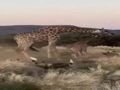  محافظت زرافه مادر از بچه اش در برابر گروه کفتارها | آخرین خبر