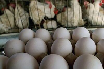 حمله کیهان به دولت برای مرغ و تخممرغ