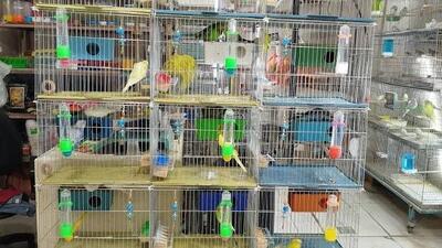 کشف ۲۲ پرنده وحشی غیرمجاز از پرندهفروشیهای شیراز