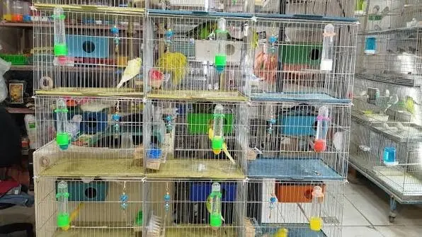 کشف ۲۲ پرنده وحشی غیرمجاز از پرندهفروشیهای شیراز