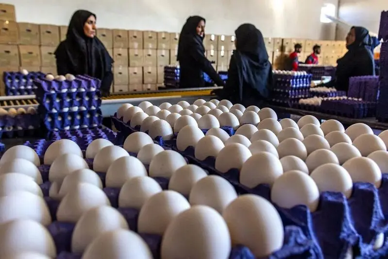 حمله کیهان به دولت: صادرات مرغ و تخم مرغ و تن ماهی را چرا آزاد کردید؟