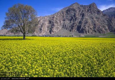  صعود ۲ پله‌ای کرمانشاه در تولیدات زراعی کشور