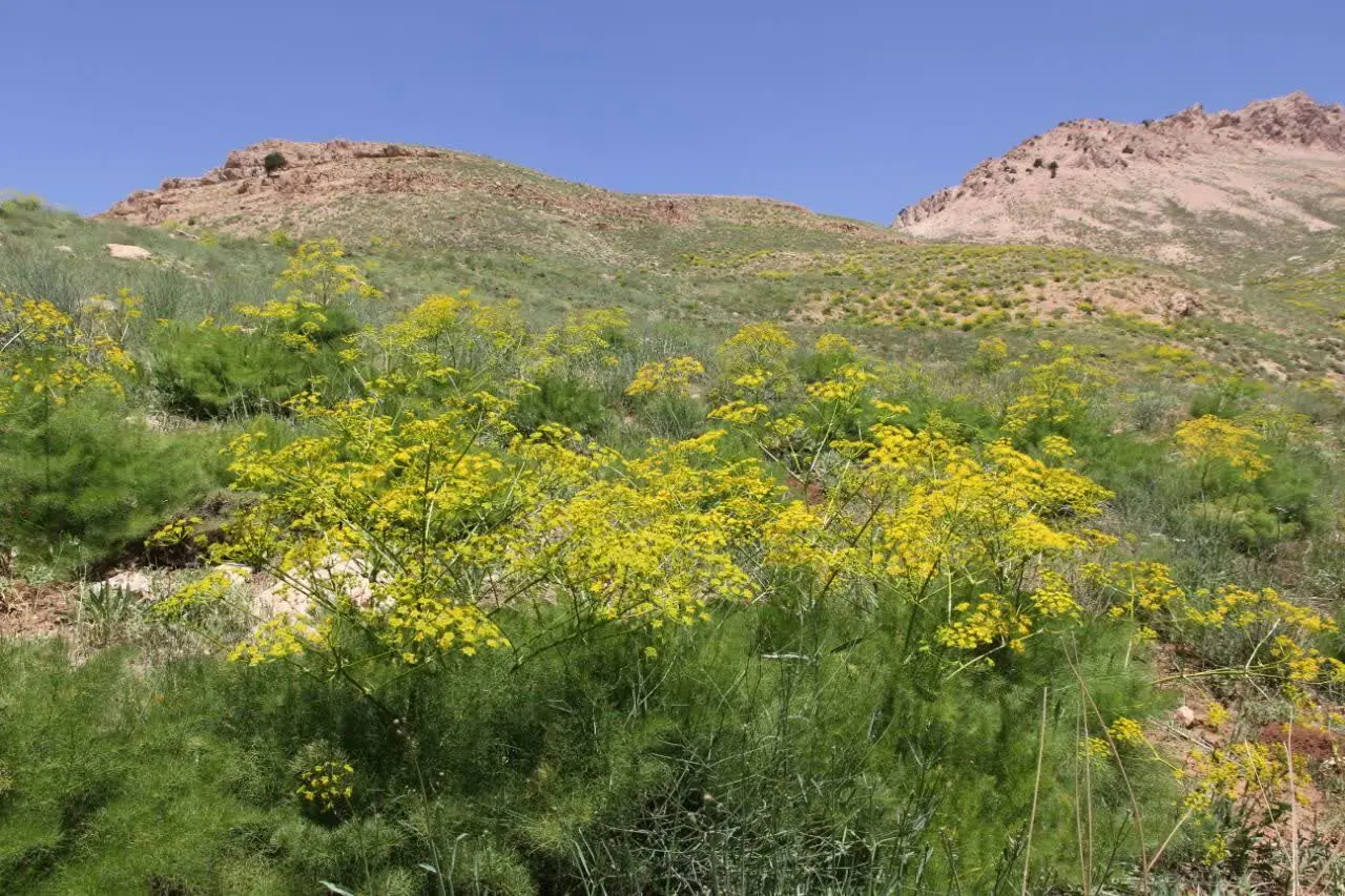 دستهای کمشمار؛ دغدغه حفاظت از ۳۶۰ هزار هکتار عرصه طبیعی ساوه