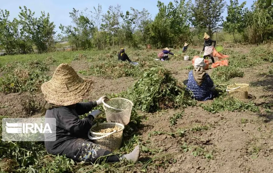  برداشت بادام زمینی در سه هزار هکتار زمین کشاورزی گیلان آغاز شد