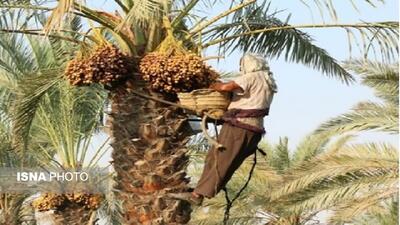 برداشت خرما از ۲۷۰۰ هکتار نخلستانهای داراب آغاز شد