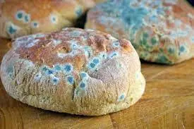 مصرف نان کپکزده چه بلایی سر بدن میآورد؟