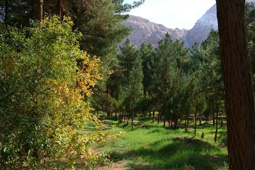 سرنوشت چهار جوان گمشده در جنگلهای تالش چه شد؟