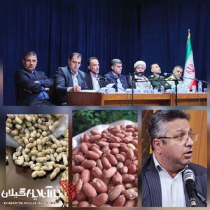مدیر جهاد کشاورزی شهرستان آستانهاشرفیه:آغاز فصل برداشت بادامزمینی در آستانهاشرفیه؛ تأکید بر برداشت بهموقع و افزایش بهرهوری