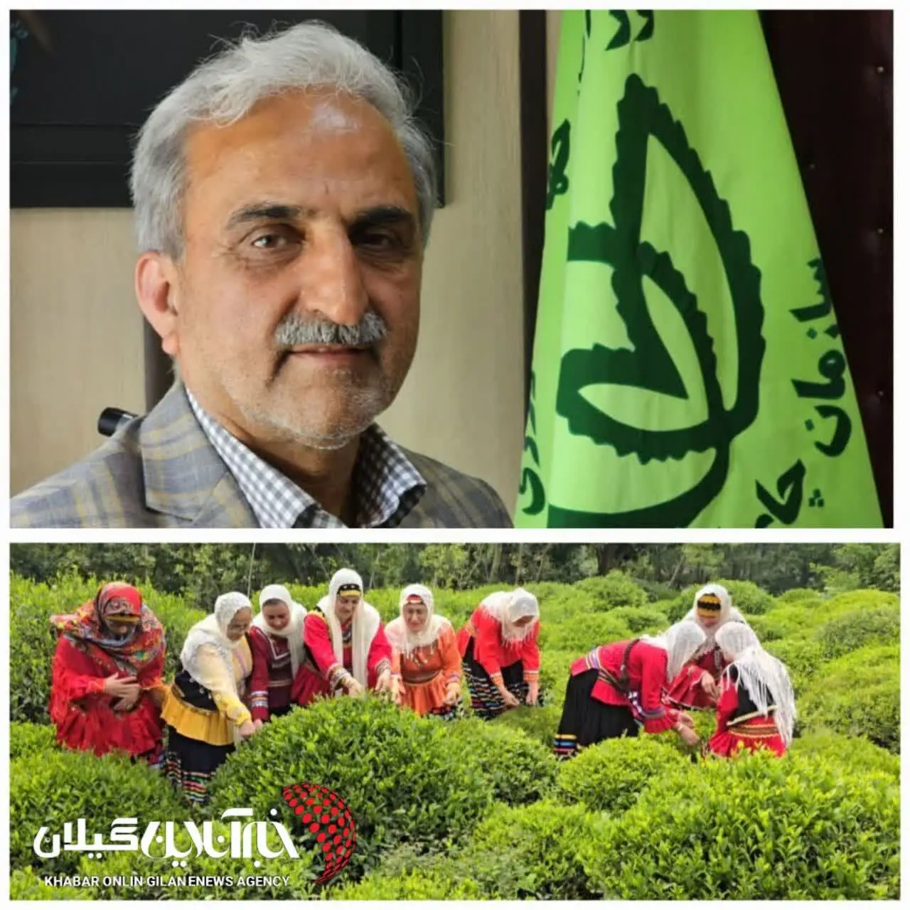 عبور خرید برگ سبز چای از مرز ۱۰۰ هزار تن؛ پرداخت ۷۵ درصد مطالبات چایکاران