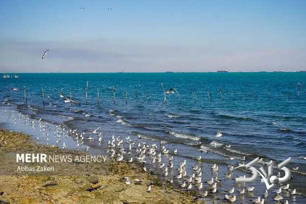 تداوم گرمای هوا و افزایش شرجی در بوشهر؛ دریا تا جمعه آرام است - مجله اینترنتی کولاک
