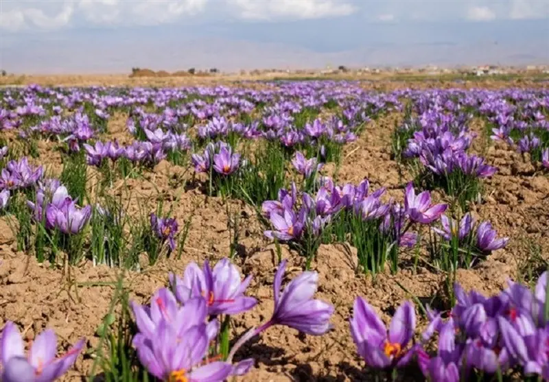 کشت زعفران در 28 هکتار اراضی بروجرد با پیشبینی برداشت 140 کیلو محصول - تسنیم